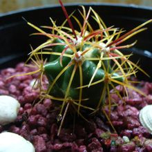 Una foto de Ferocactus cylindraceus