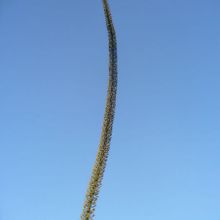 A photo of Agave xylonacantha