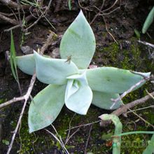 A photo of Dudleya brittonii