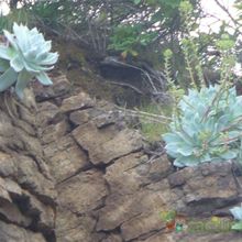 A photo of Dudleya brittonii