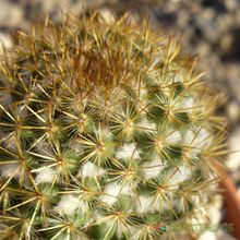 Una foto de Mammillaria rhodantha ssp. rhodantha