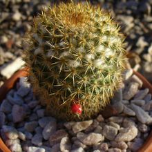 Una foto de Mammillaria rhodantha ssp. rhodantha