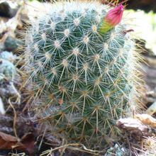A photo of Mammillaria nunezii