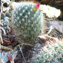 A photo of Mammillaria nunezii