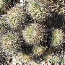 A photo of Turbinicarpus horripilus