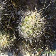A photo of Turbinicarpus horripilus