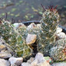 A photo of Mammillaria thornberi ssp. yaquensis