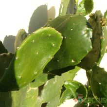 A photo of Opuntia undulata