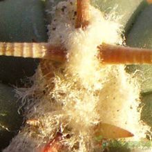 Una foto de Echinocactus horizonthalonius