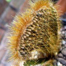 A photo of Cereus peruvianus fma. crestada