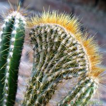 A photo of Cereus peruvianus fma. crestada