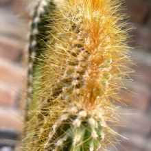 A photo of Cereus peruvianus fma. crestada