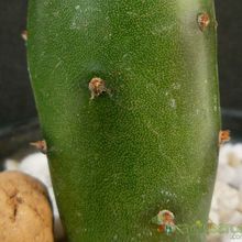A photo of Opuntia canterae