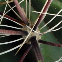 Una foto de Ferocactus peninsulae var. santa-maria