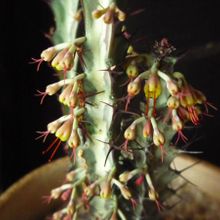 Una foto de Euphorbia greenwayi