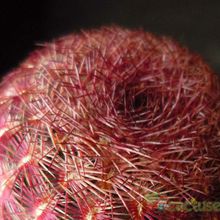 Una foto de Echinocereus rigidissimus ssp. rubispinus