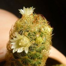 A photo of Mammillaria elongata