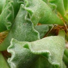 Una foto de Adromischus cristatus