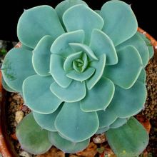 A photo of Echeveria secunda