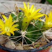 A photo of Weingartia neocumingii