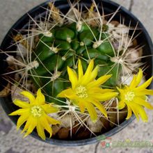 A photo of Weingartia neocumingii