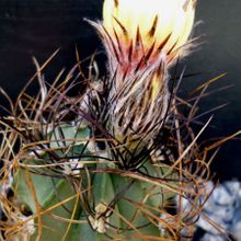 A photo of Astrophytum capricorne fma. nudum