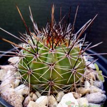 Una foto de Echinopsis aurea
