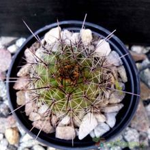 Una foto de Echinopsis aurea