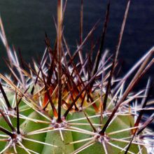 Una foto de Echinopsis aurea