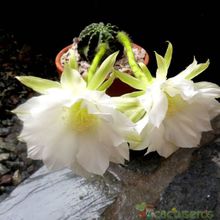 A photo of Echinopsis subdenudata