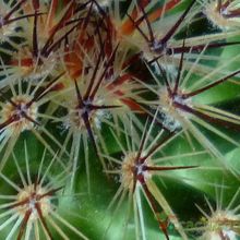 Una foto de Mammillaria discolor