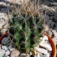 Una foto de Sclerocactus scheeri