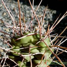 Una foto de Opuntia sulphurea