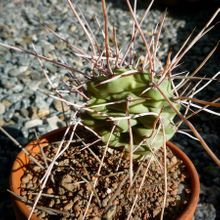 Una foto de Opuntia sulphurea
