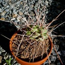 Una foto de Opuntia sulphurea