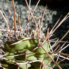 Una foto de Opuntia sulphurea