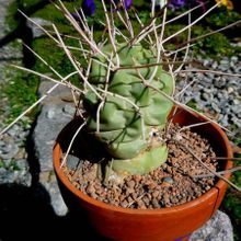 Una foto de Opuntia sulphurea