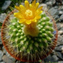Una foto de Parodia chrysacanthion