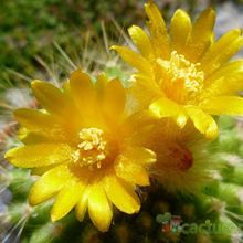 Una foto de Parodia chrysacanthion