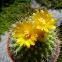Una foto de Parodia chrysacanthion