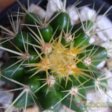 Una foto de Echinocactus grusonii