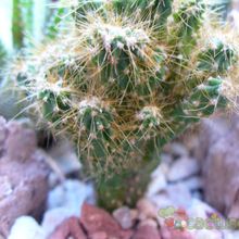 Una foto de Cereus peruvianus fma. monstruosa
