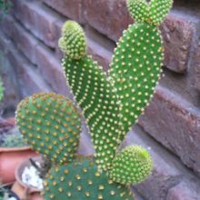 A photo of Opuntia microdasys subsp. microdasys