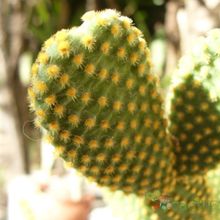 A photo of Opuntia microdasys subsp. microdasys