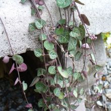 A photo of Ceropegia woodii