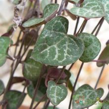 A photo of Ceropegia woodii