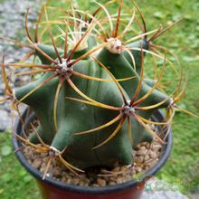 A photo of Ferocactus histrix