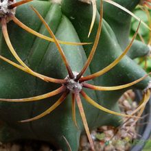 A photo of Ferocactus histrix