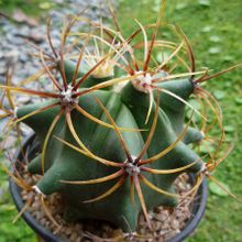 Una foto de Ferocactus histrix