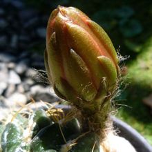 Una foto de Echinopsis cinnabarina